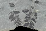 Fossil Flora (Neuropteris & Sphenophyllum) Plate - Kentucky #142423-1